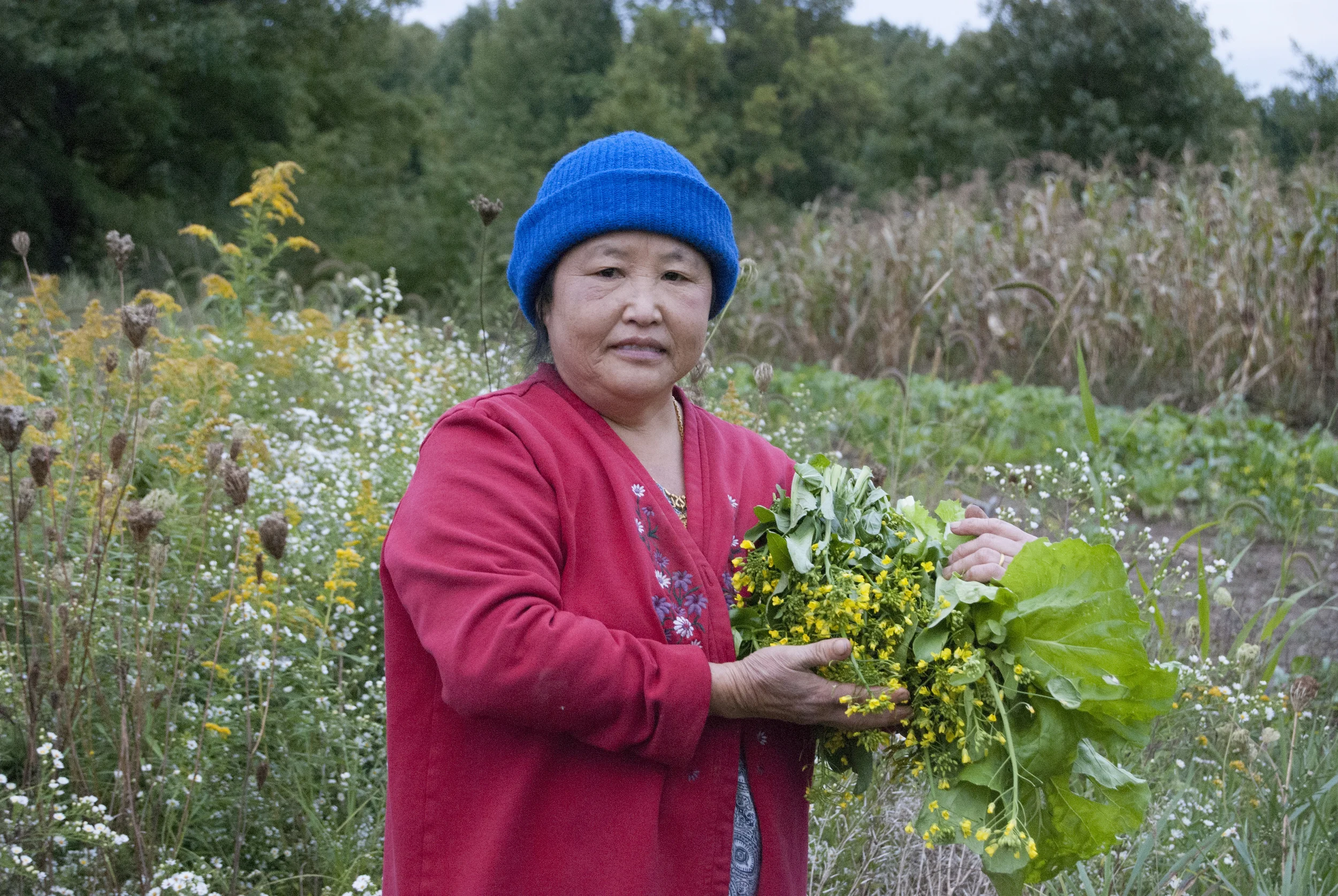  Song's mother taught her how to farm when she was a little girl in Laos, their home country. There, she was taught to farm without the use of pesticides or other harmful chemicals. Song's favorite vegetable is the one she is holding in her hands, th