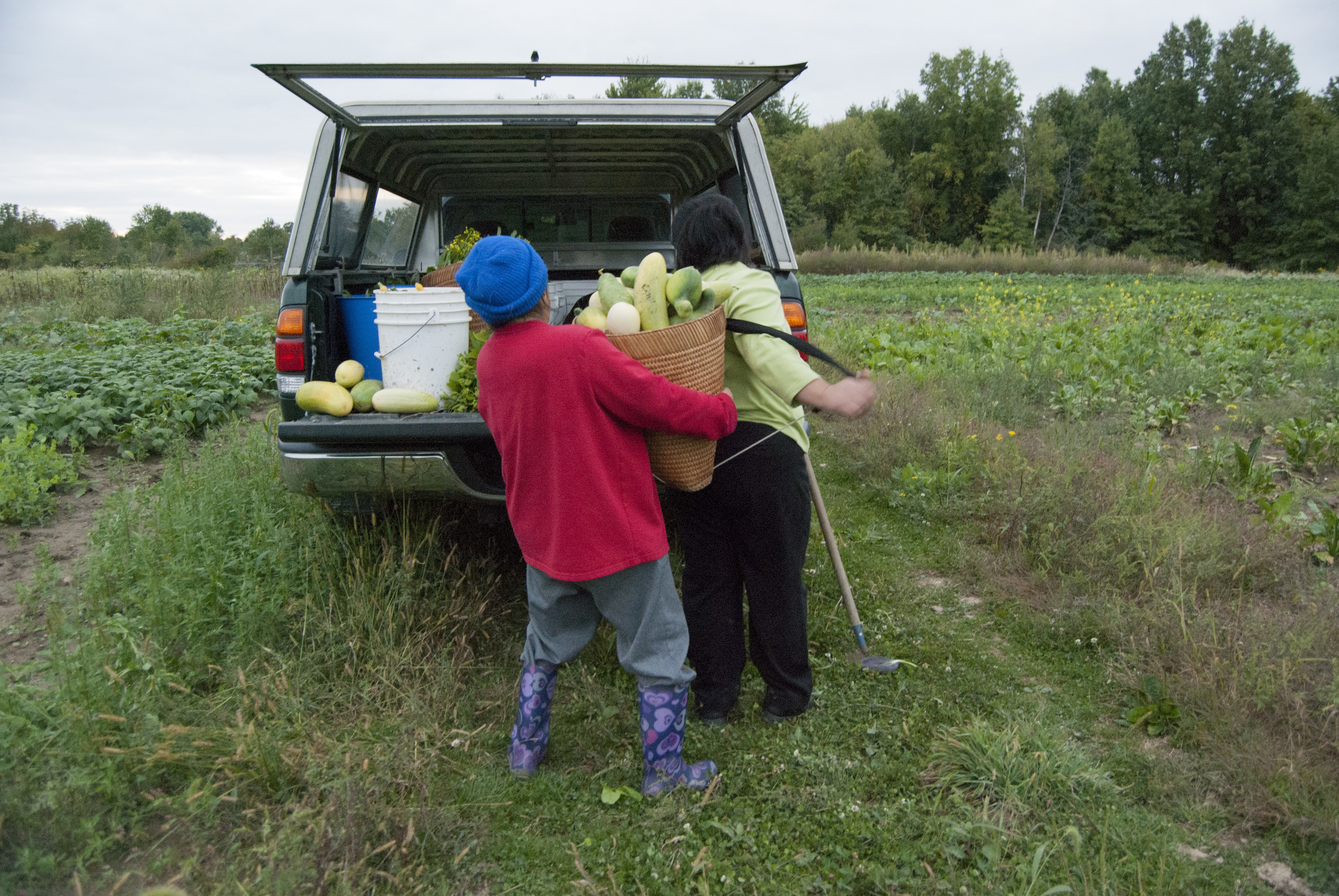  The cucumbers on the Yang's farm are yellow when ripe. "Open them up, take out the seeds, put a little sugar in it, then eat," Song instructs. The Yang's and their helpers pick the produce two to three times a week. "In our country, we can only farm
