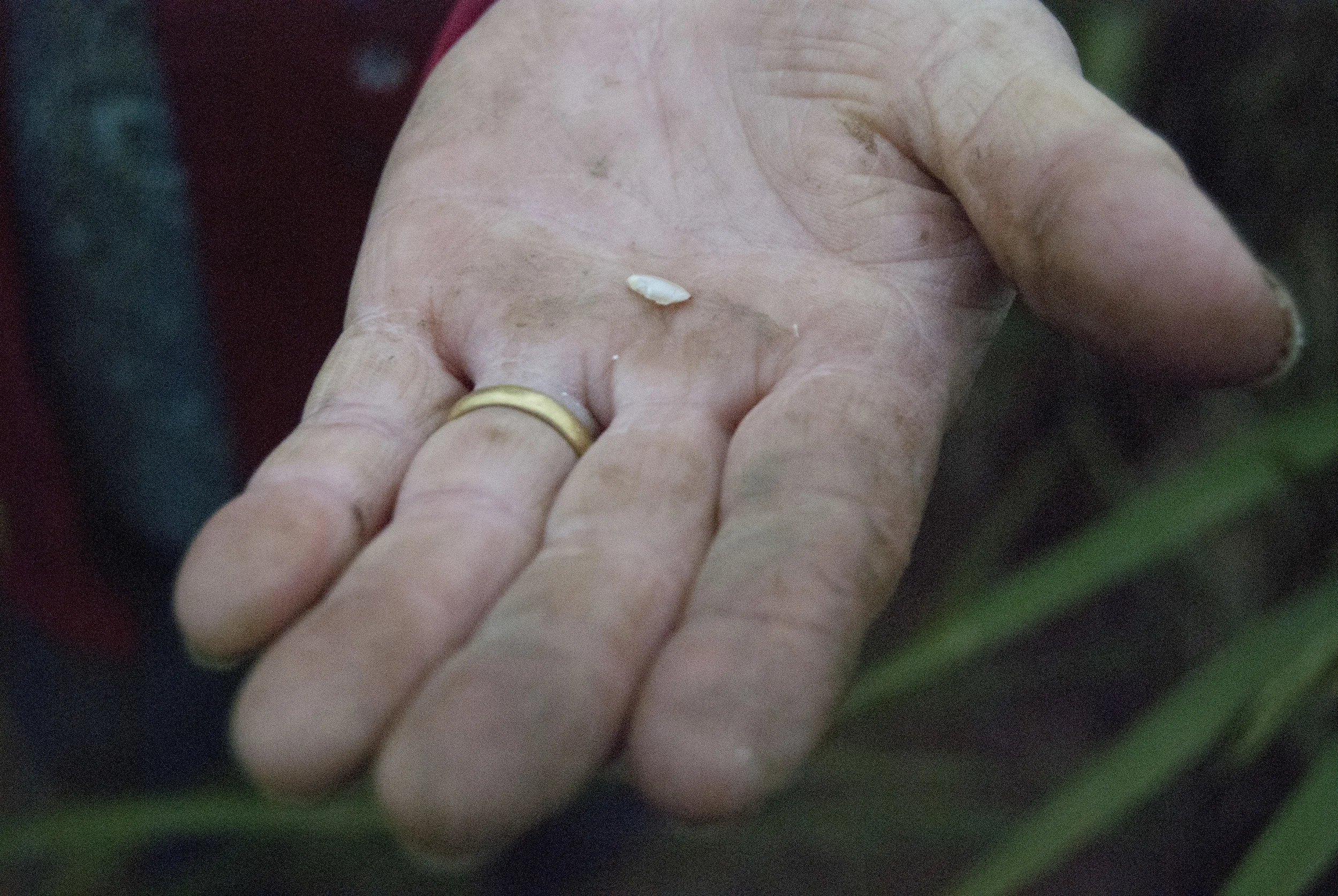  Song picks the leaf from a long plant whose stems are curling over as the chill of the night progresses. Holding the leaf out, she brushes the petals with her thumb, showing where the rice is. She pick it out, extends her hand for viewing, then eats