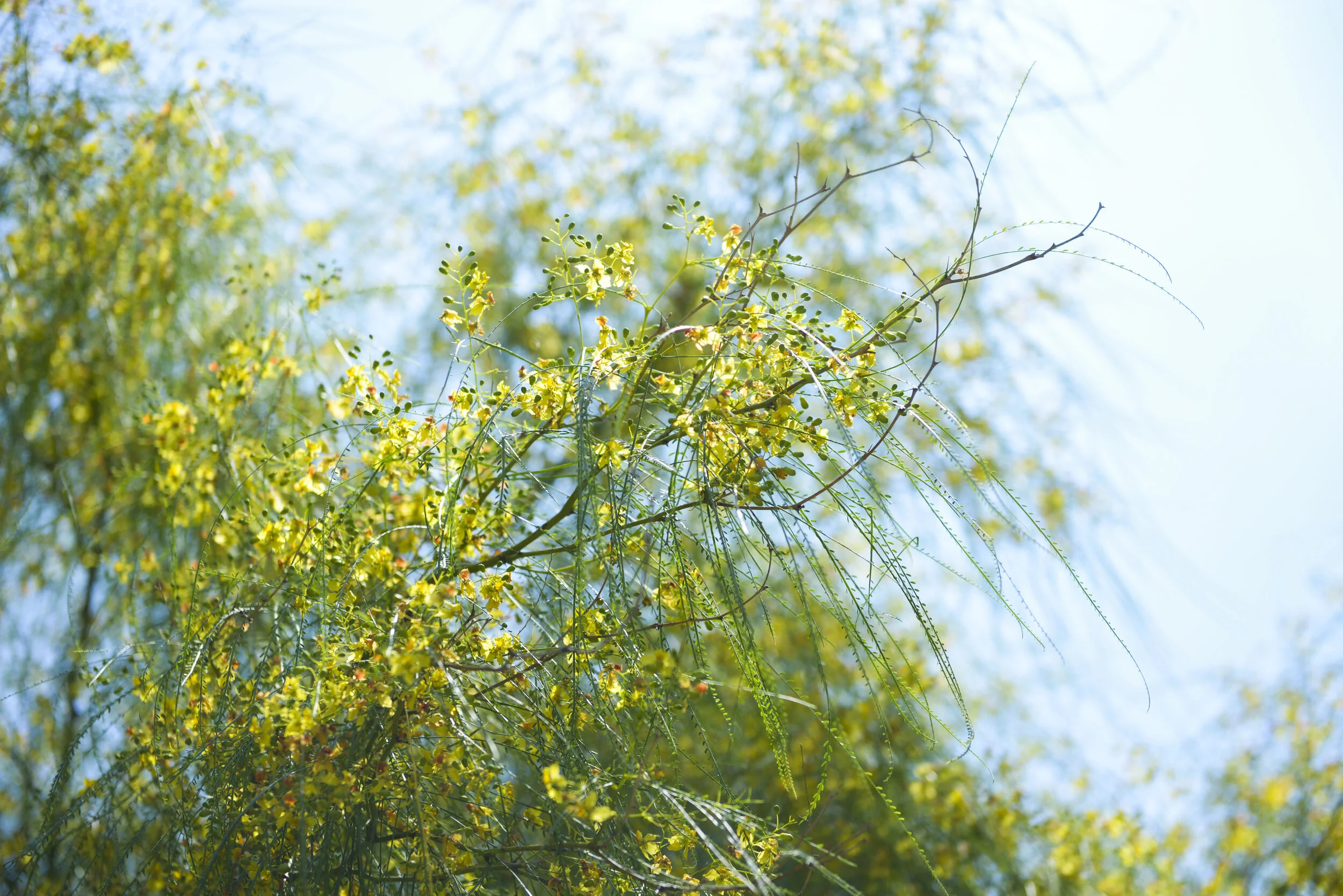 _DSC7644.jpg