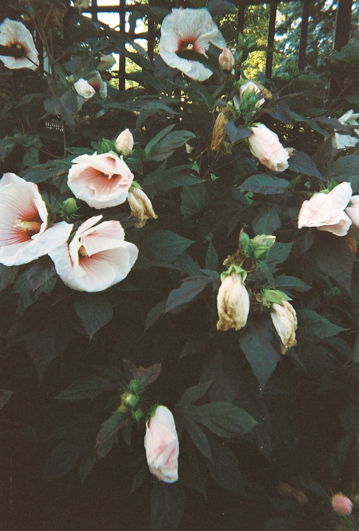 Kodak Disposable 400