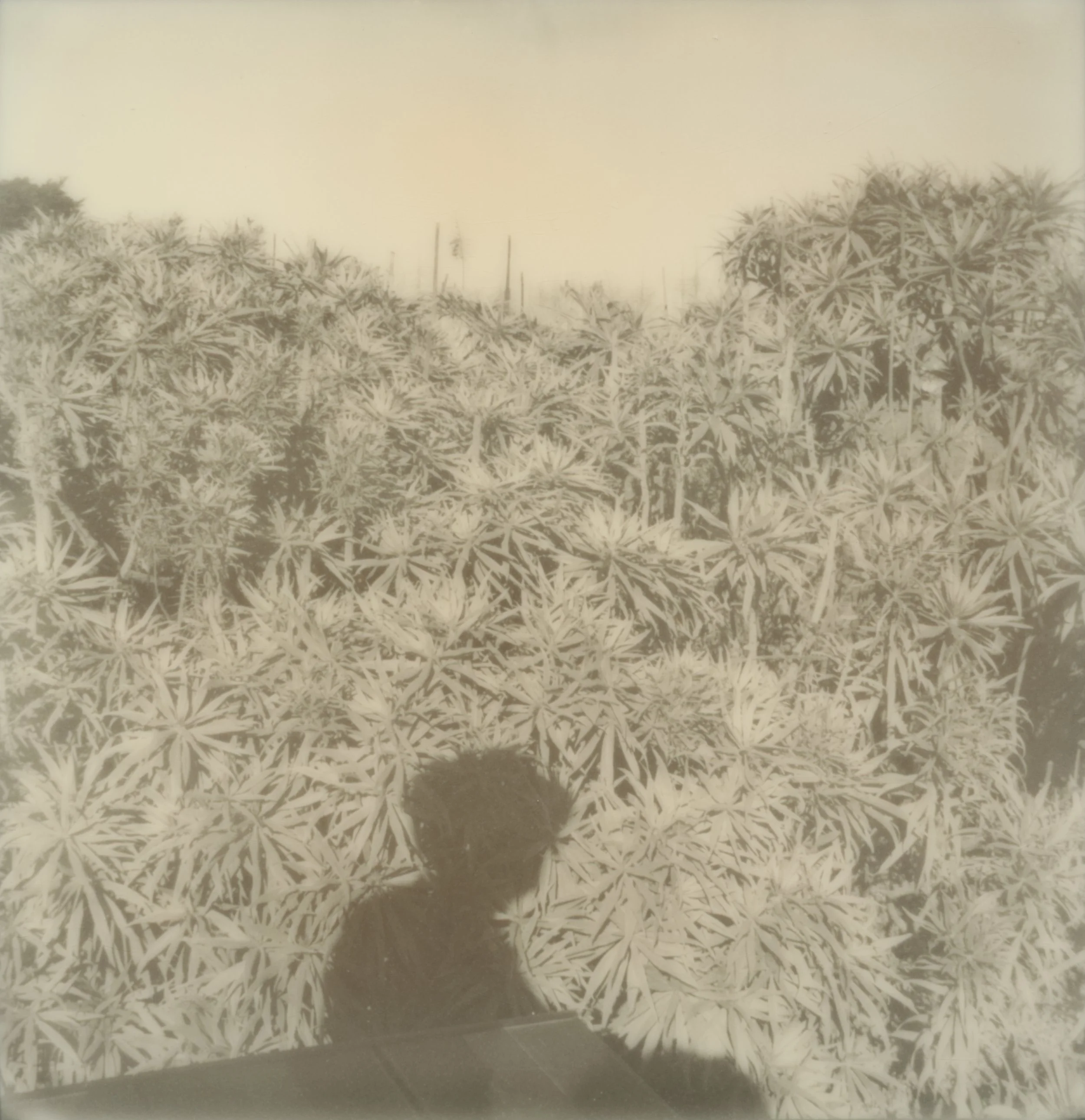 Bush Reflection Close up_T-Edit.jpg