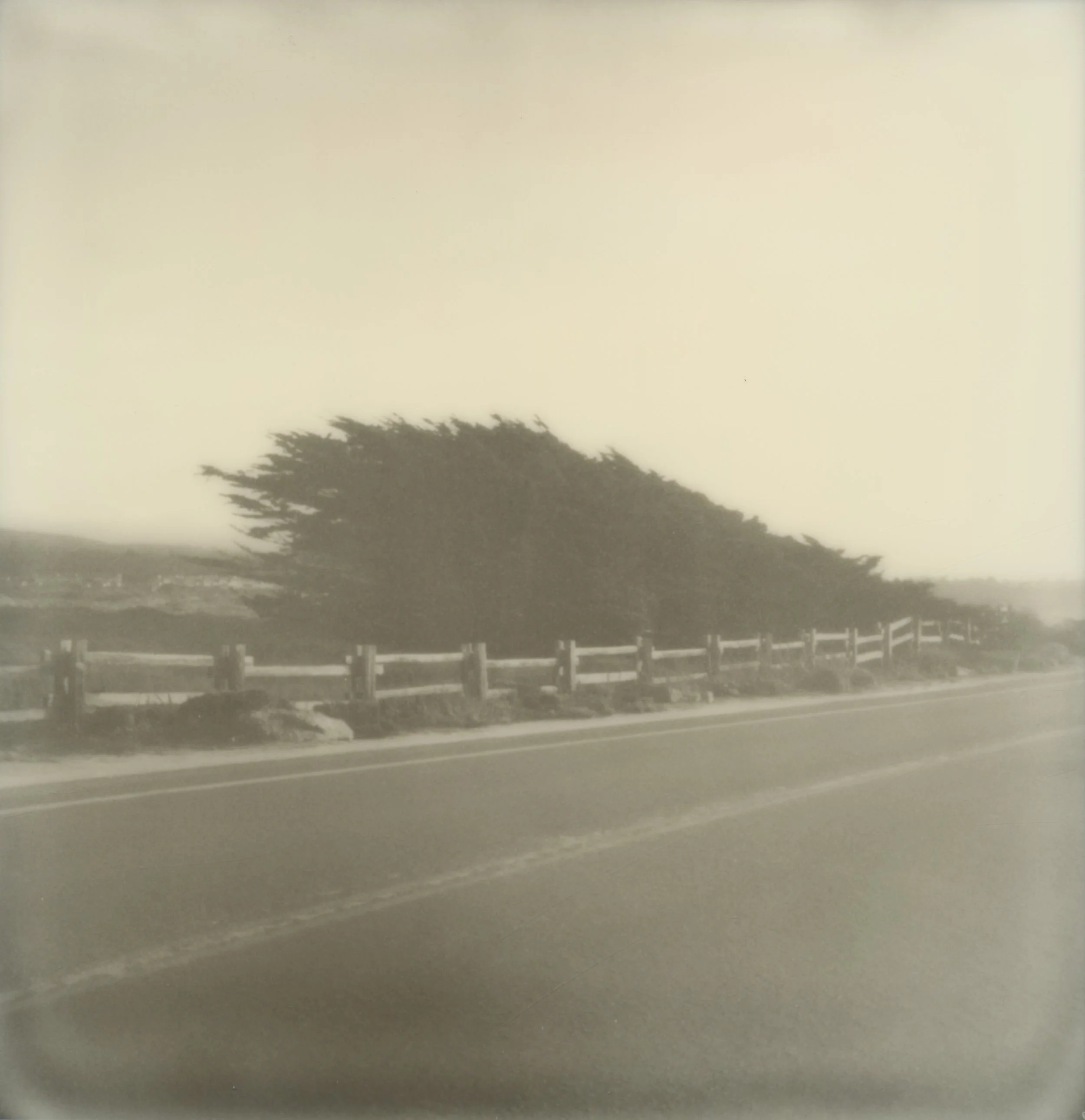 Pacific Grove Close up_2400_T-Edit.jpg