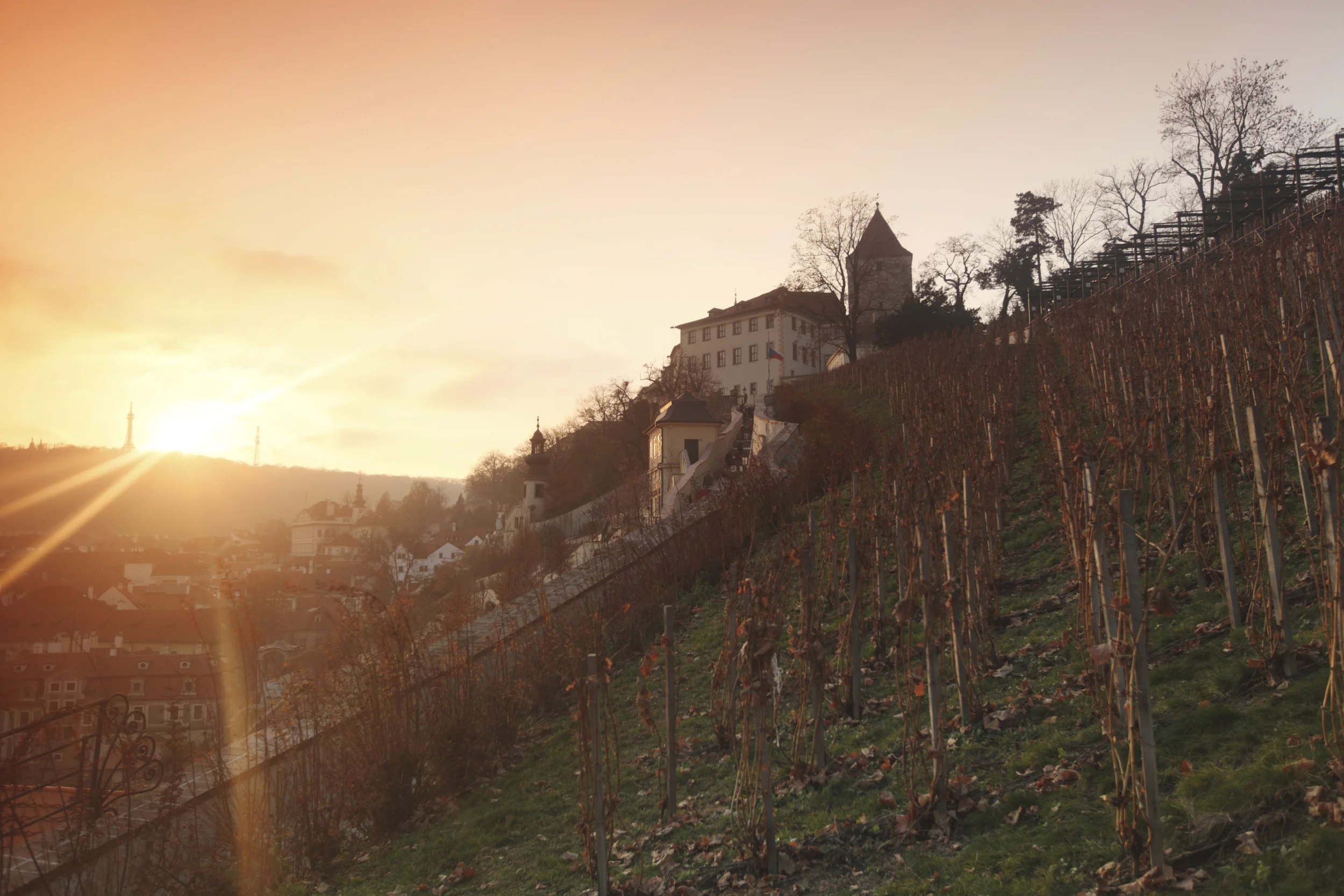 St Clare's vineyard 3.jpg