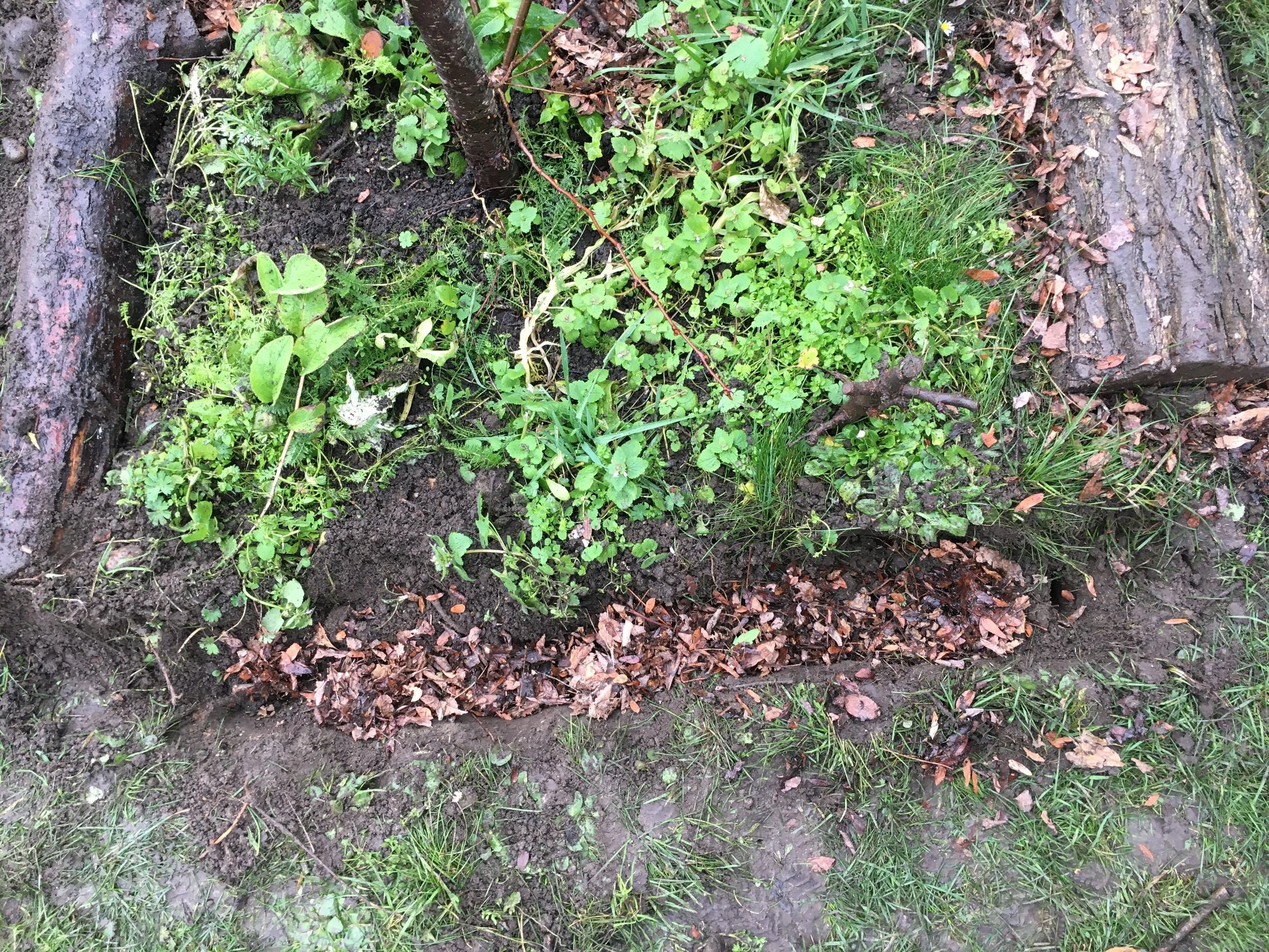 Around the cherry tree soil improvement