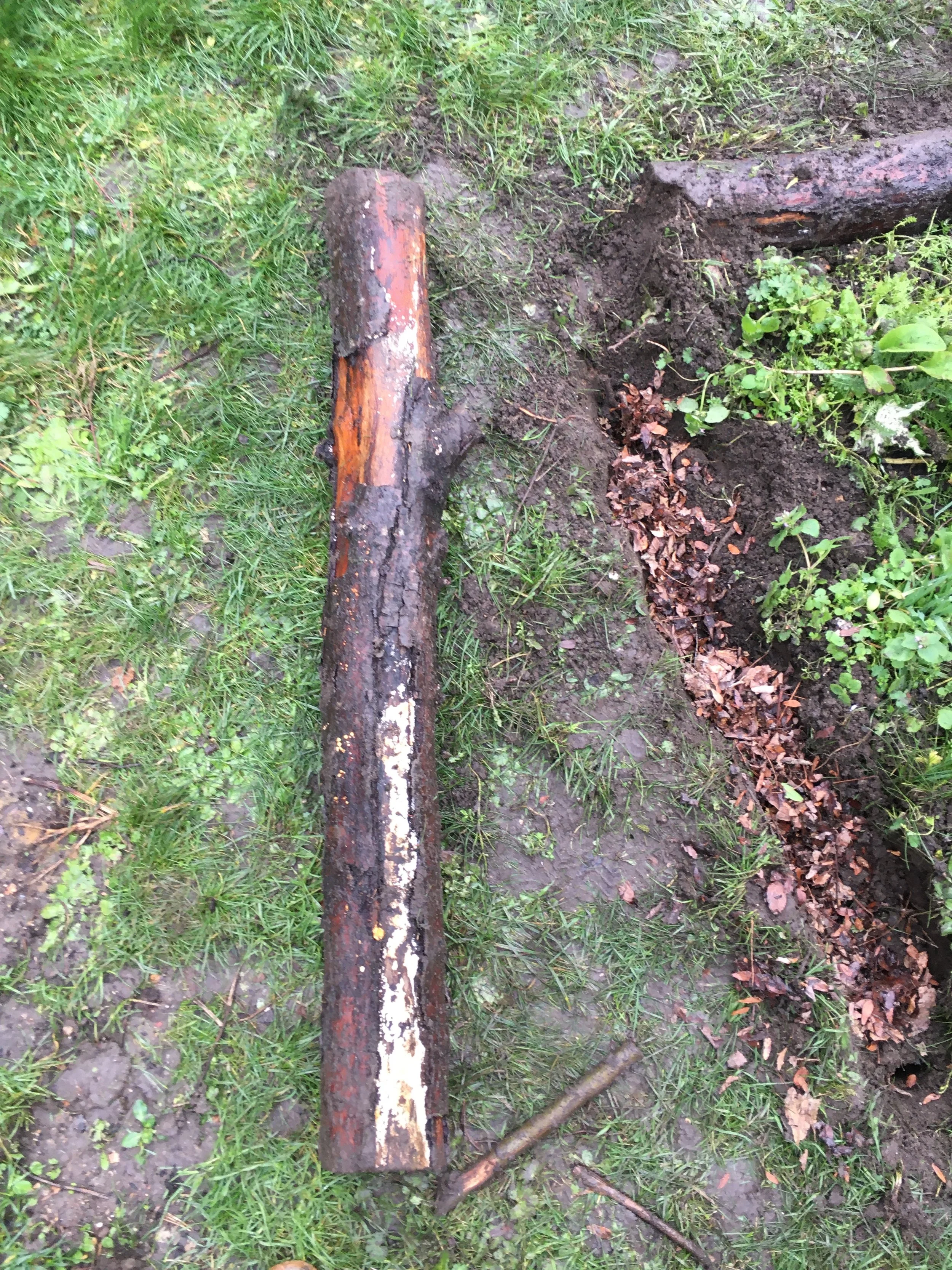  An image of the log, showing the white mycelium growth. 
