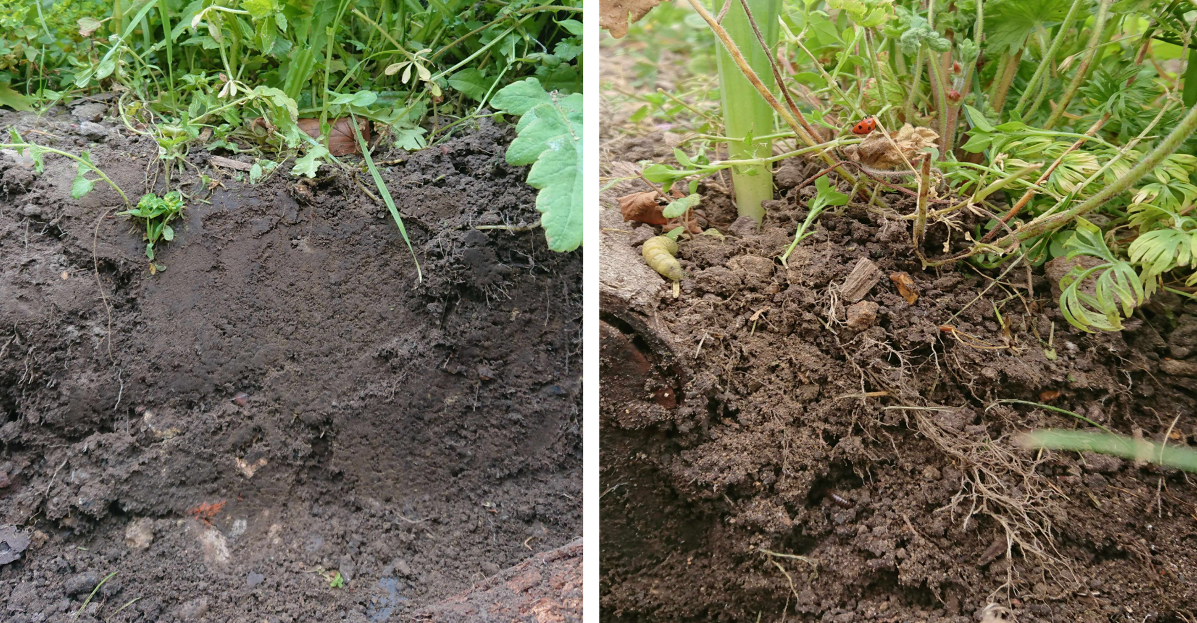 soilbeforeafter.png