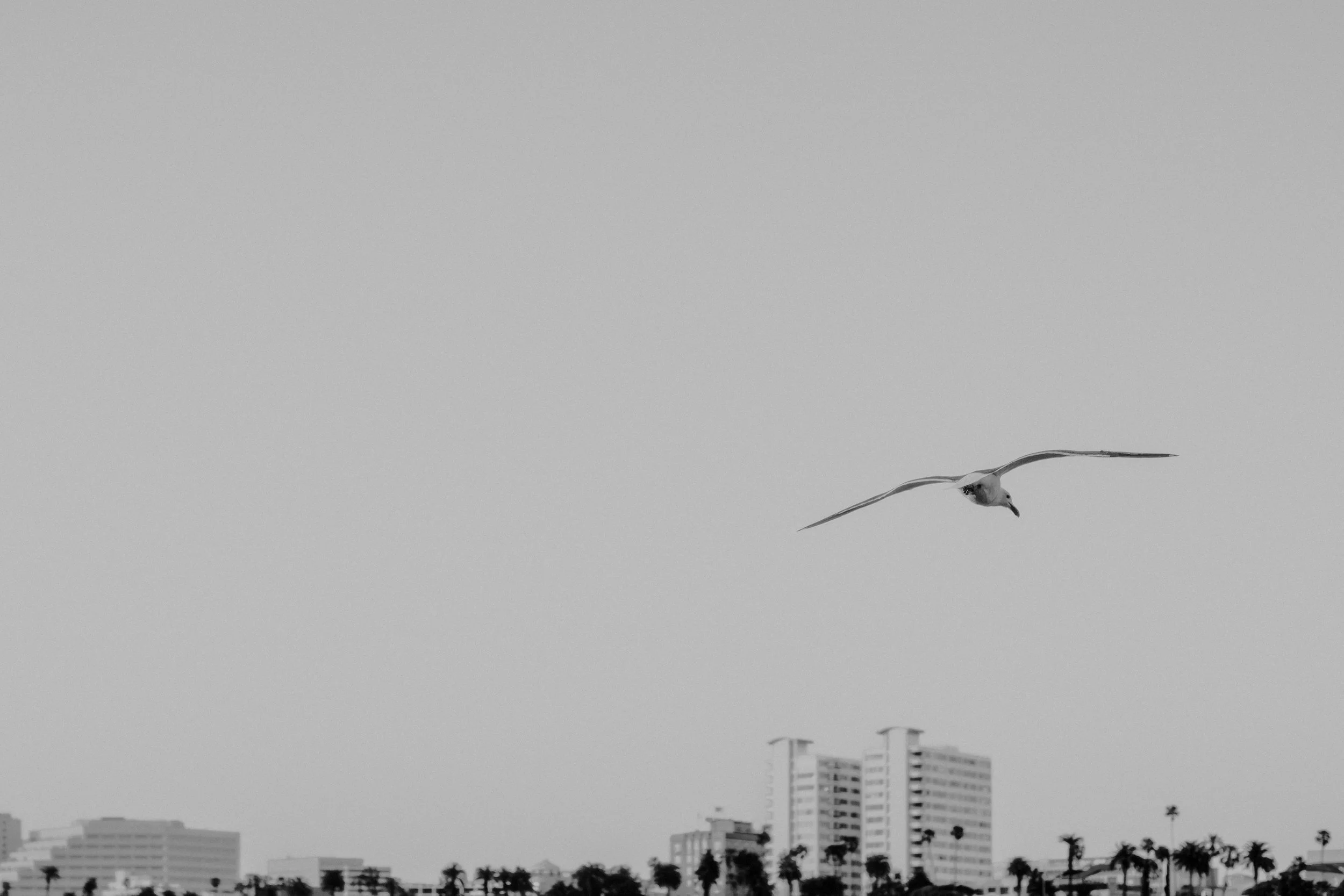 LAX_0058.jpg