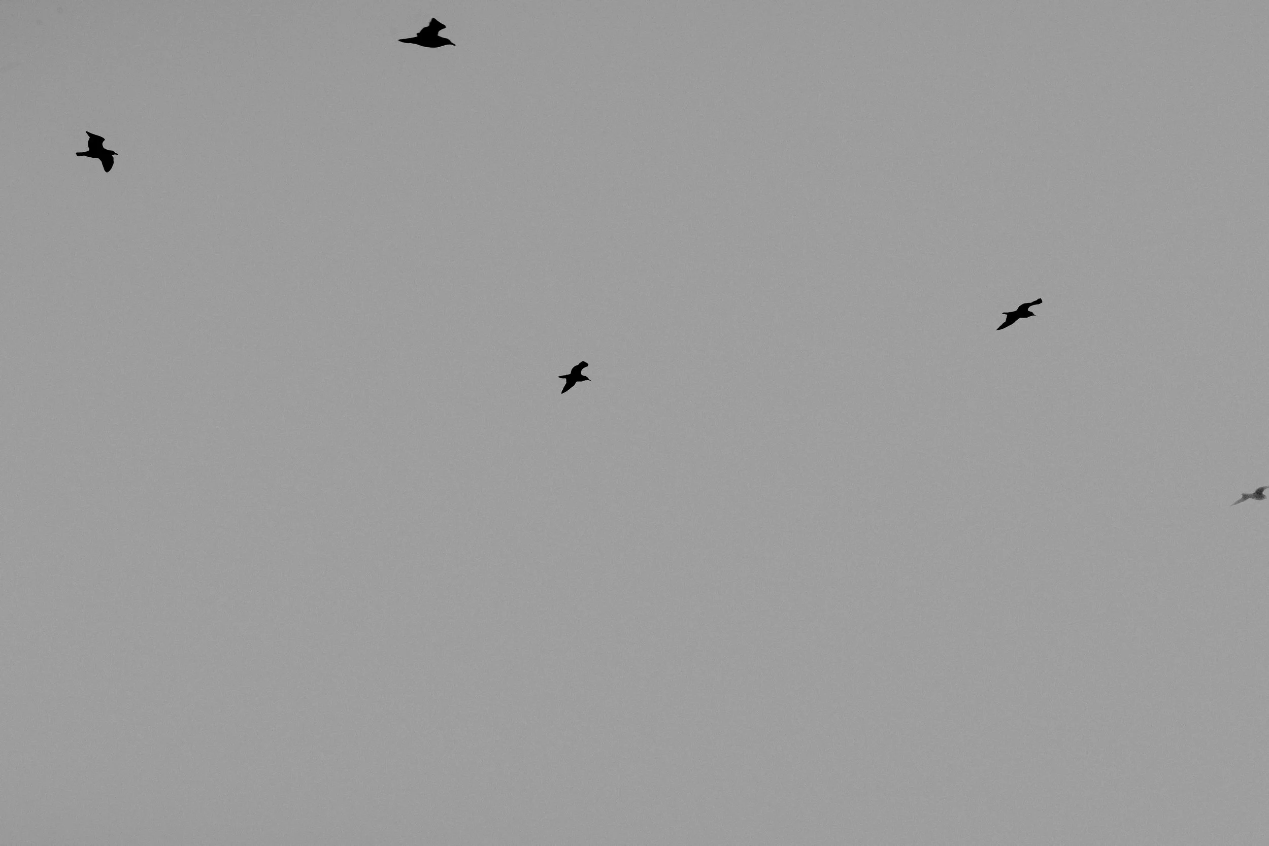 LAX_0114.jpg