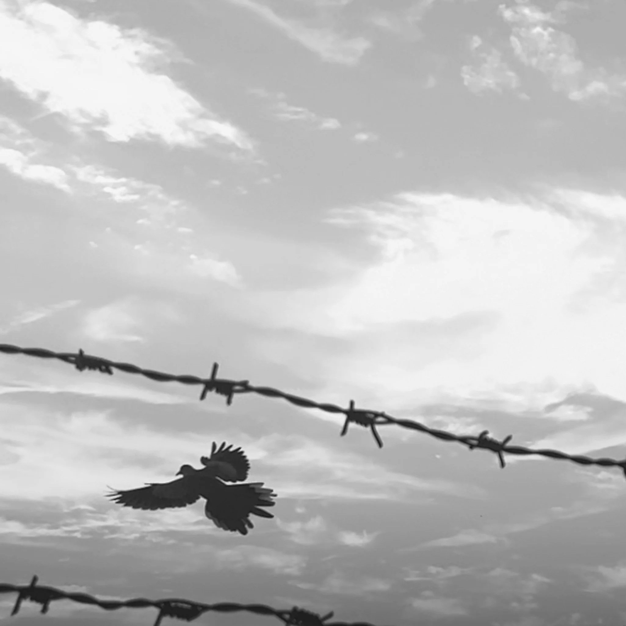 No wounded ride 2025 kolkata solo session art - 10-10-25 edited text.jpg