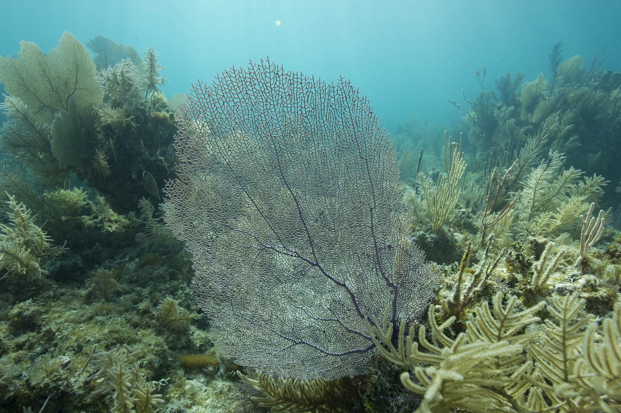 Original digital capture of a seafan, Florida Keys