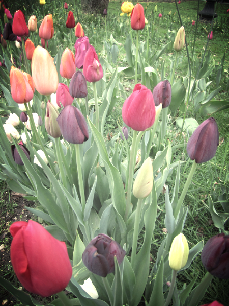 16th Annual Huntington Tulip Festival