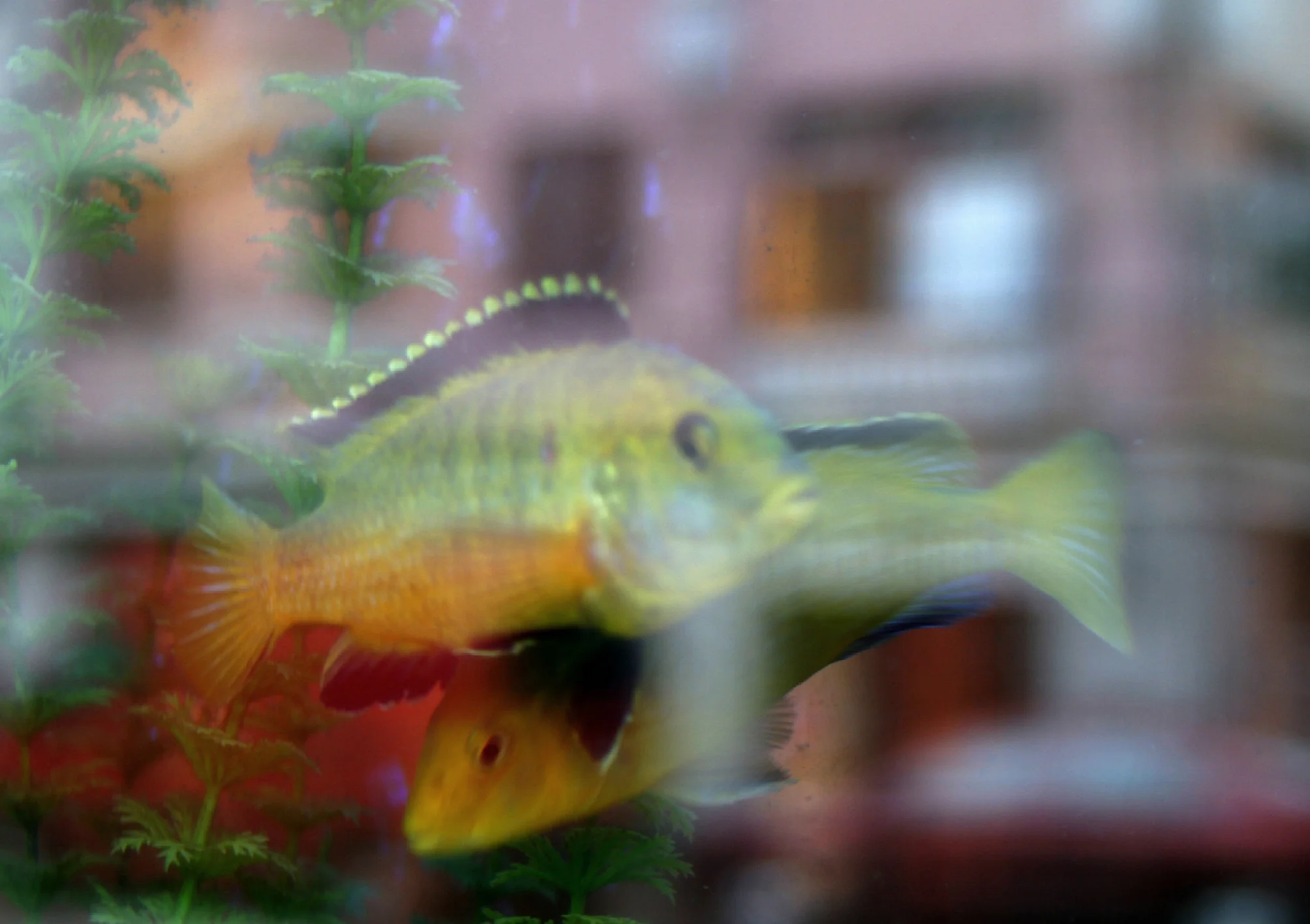 Fish 3
