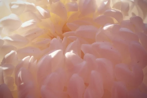 Lisa Fox, Chrysanthemum