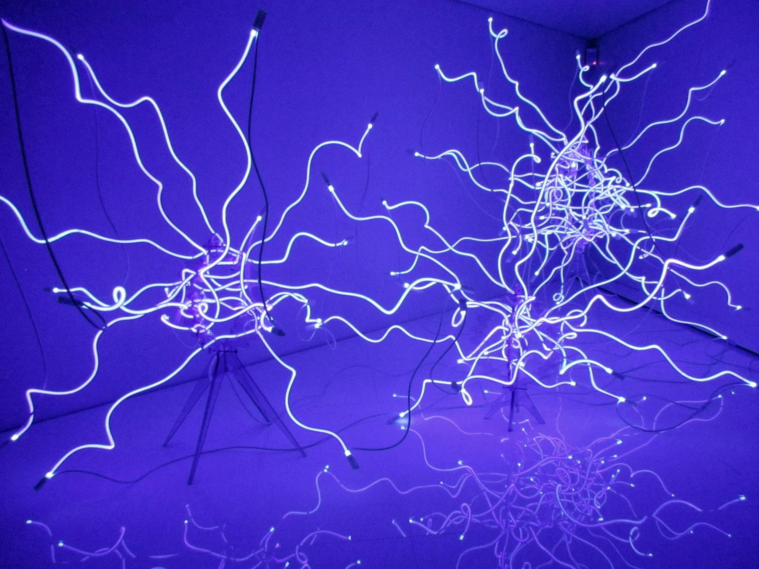 Chihuly's Sapphire Neon Tumbleweed s, 2016