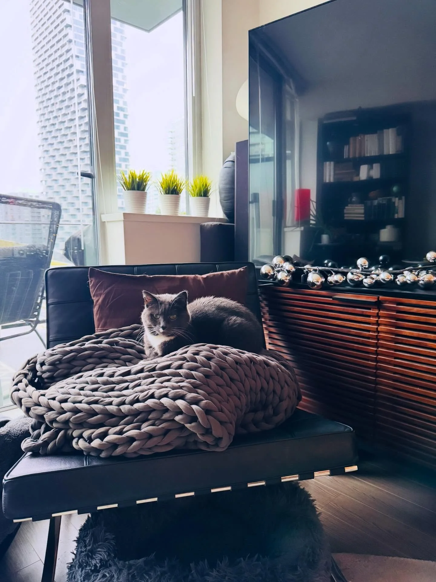 The CEO of our household reflecting on his year 🐈✨🎄
.
.
.
#caturday #banksycat #endofyear #holidayseason