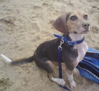 Peanut at the beach.