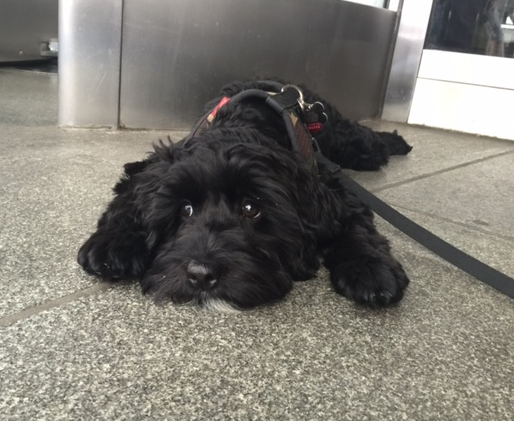 Sawyer enjoying cool granite on his tummy after a walk in the summer heat.