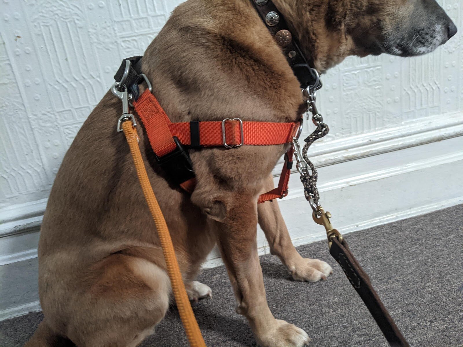 can a dog use a harness for canine good citizen