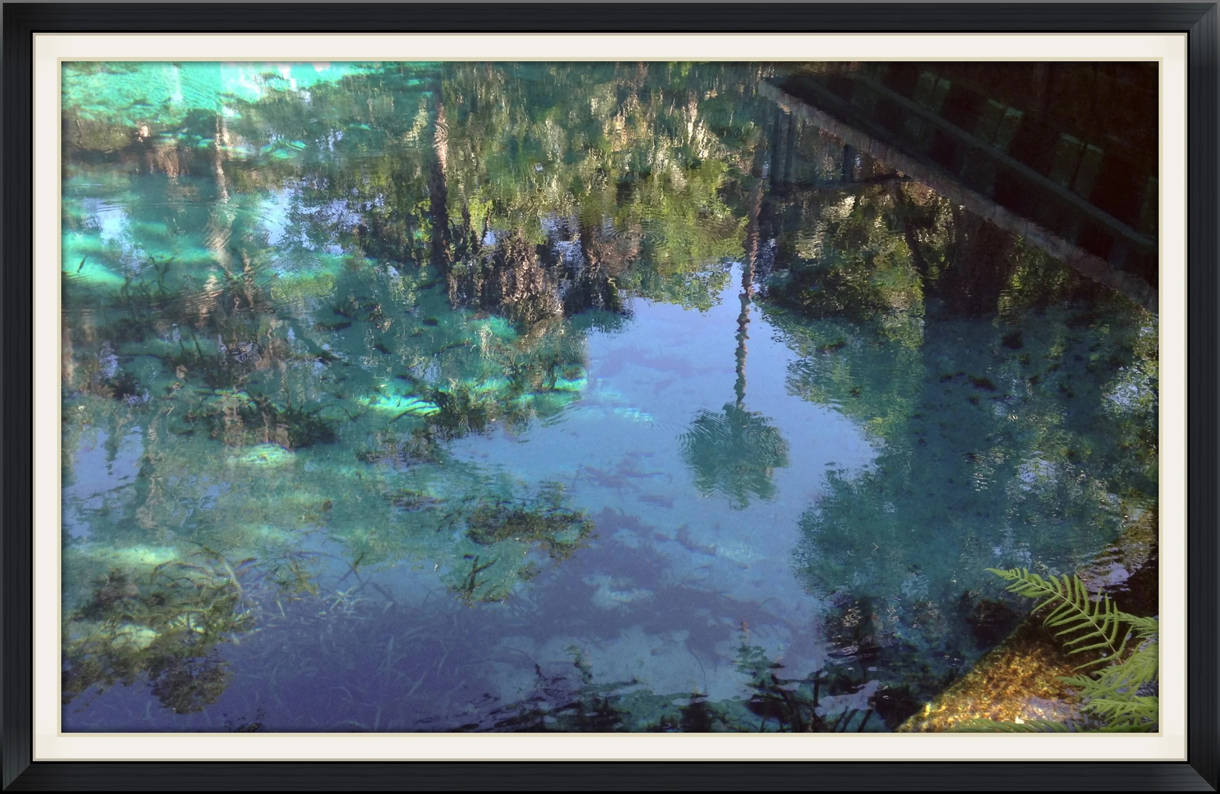 JUNIPER SPRINGS THE OCALA NATIONAL FOREST, FLORIDA
