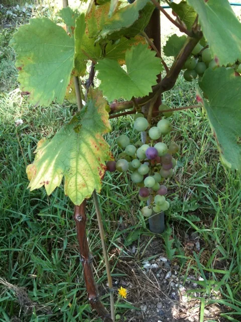  Grapes ripening at Bonacci Vineyards. 