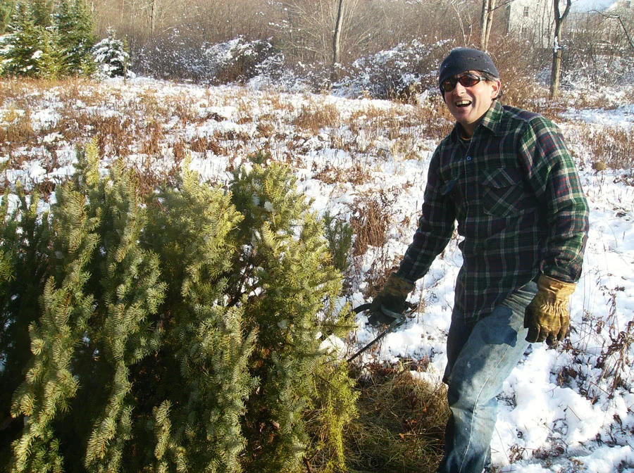 harvest time at the Christmas tree farm