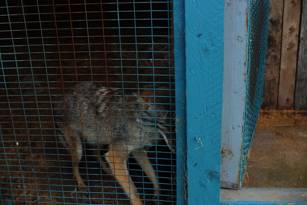   Coyote in Enclosure , C-Print, 16" x 24", 2010 