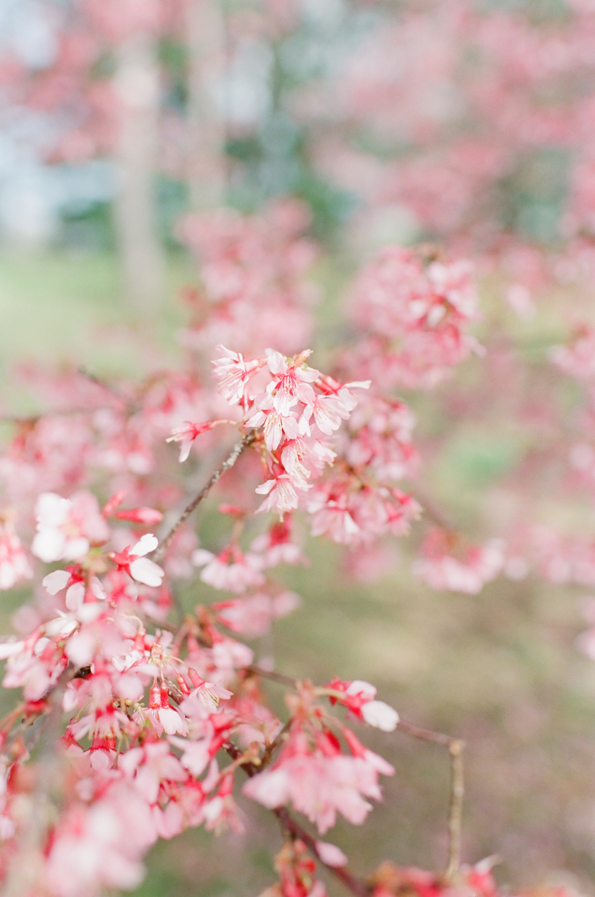 Aarushi and Ryan - Central Park Engagement-55.jpg