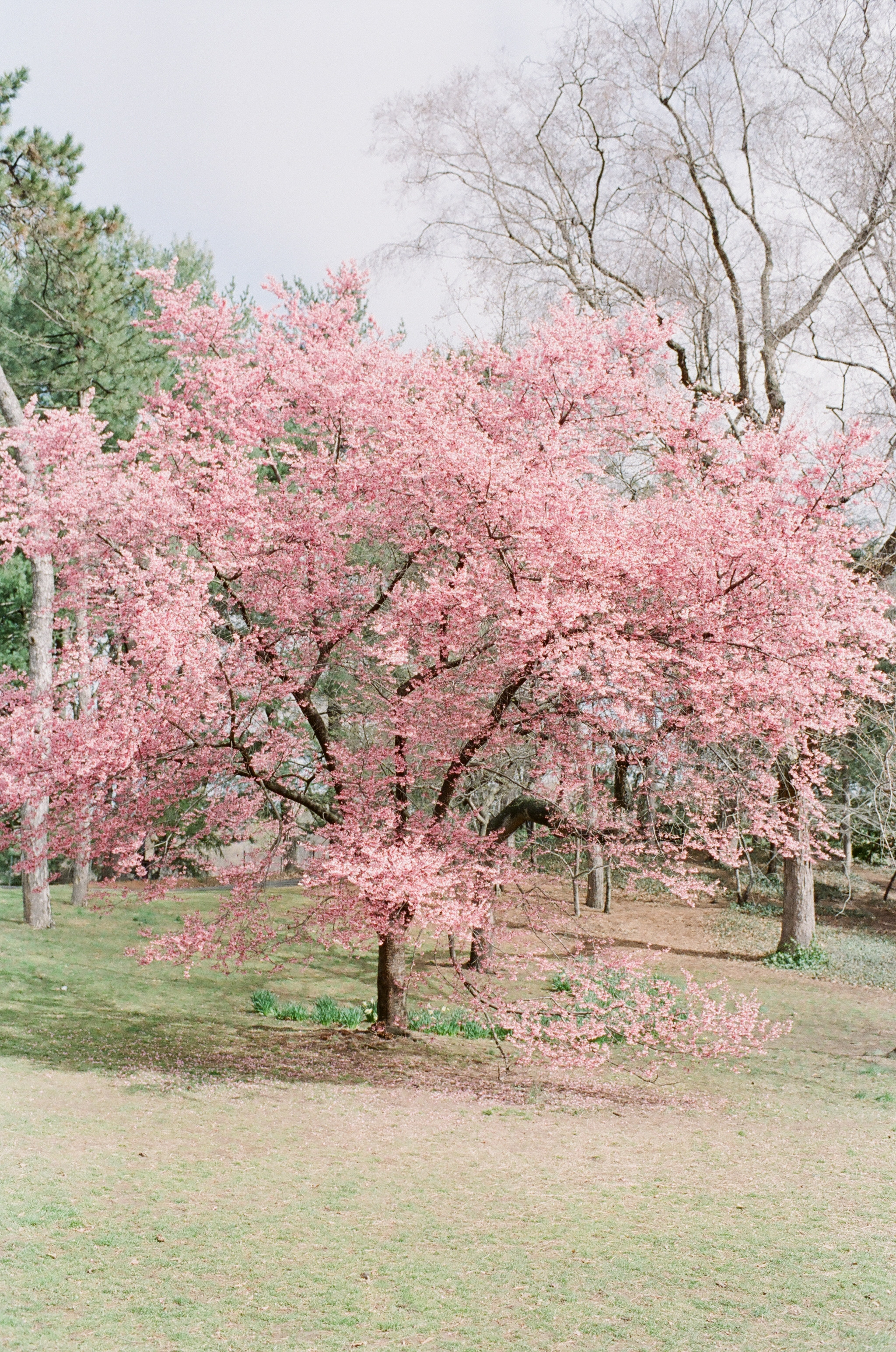 Cherry Blossom - Central Park-13.jpg