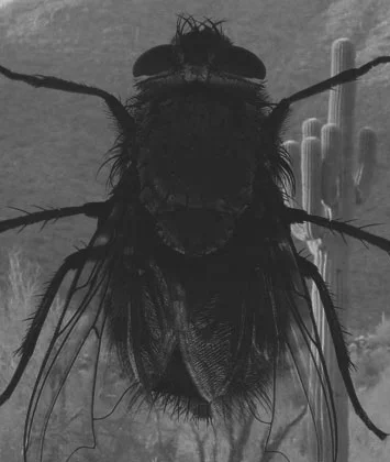 Fly.jpg