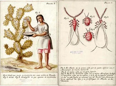 Left: A deer's tail is used to brush New World Cochineal insects from Opuntia pads for dye production, Right: male and female New World Cochineal