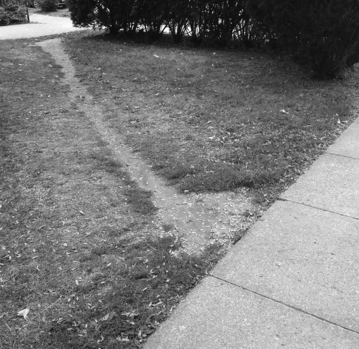 Habitat Restoration Walk in Phoenix