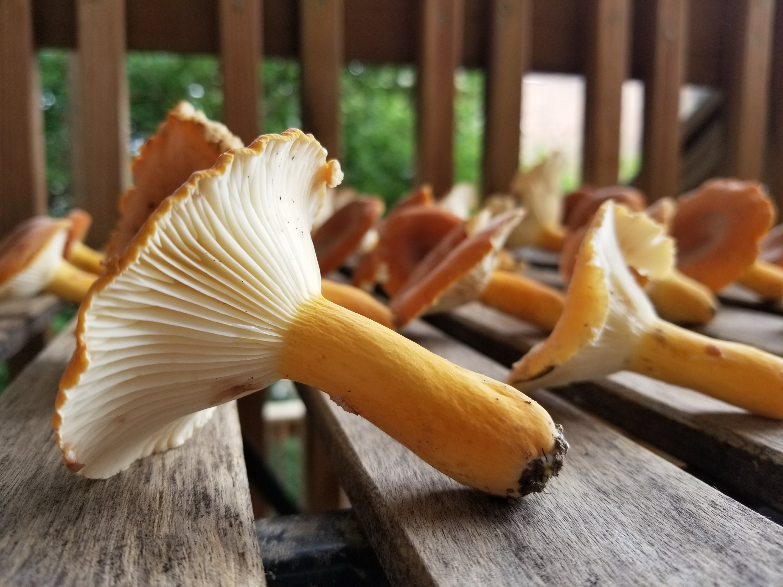 Foraged Saffron Milk Cap Mushrooms