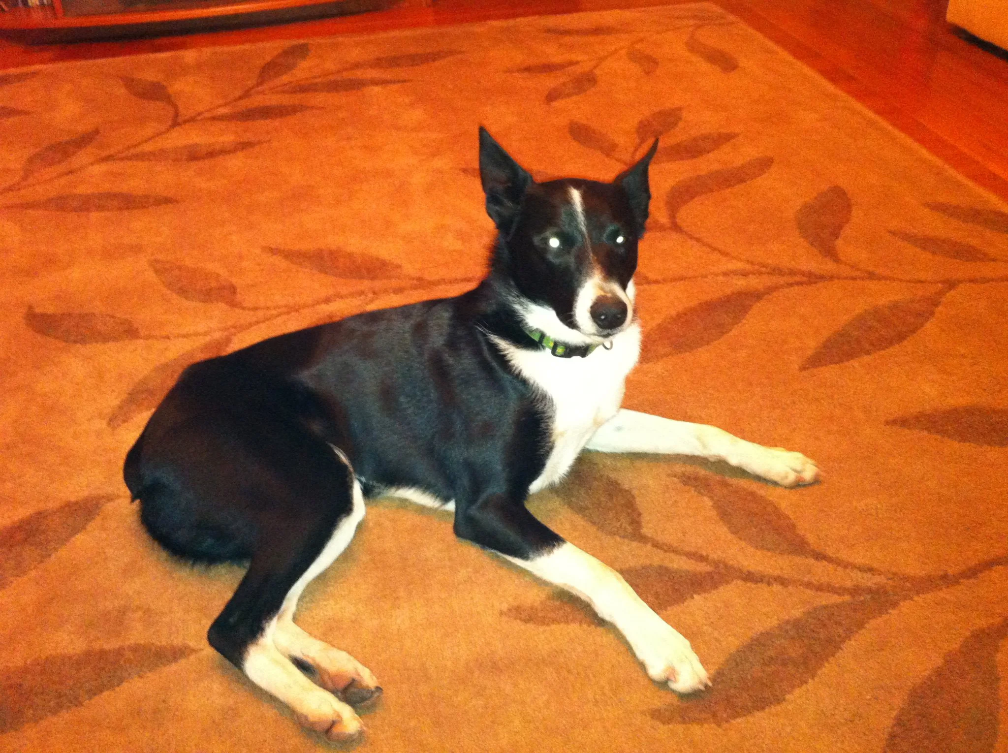 Bolt