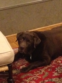 Winston