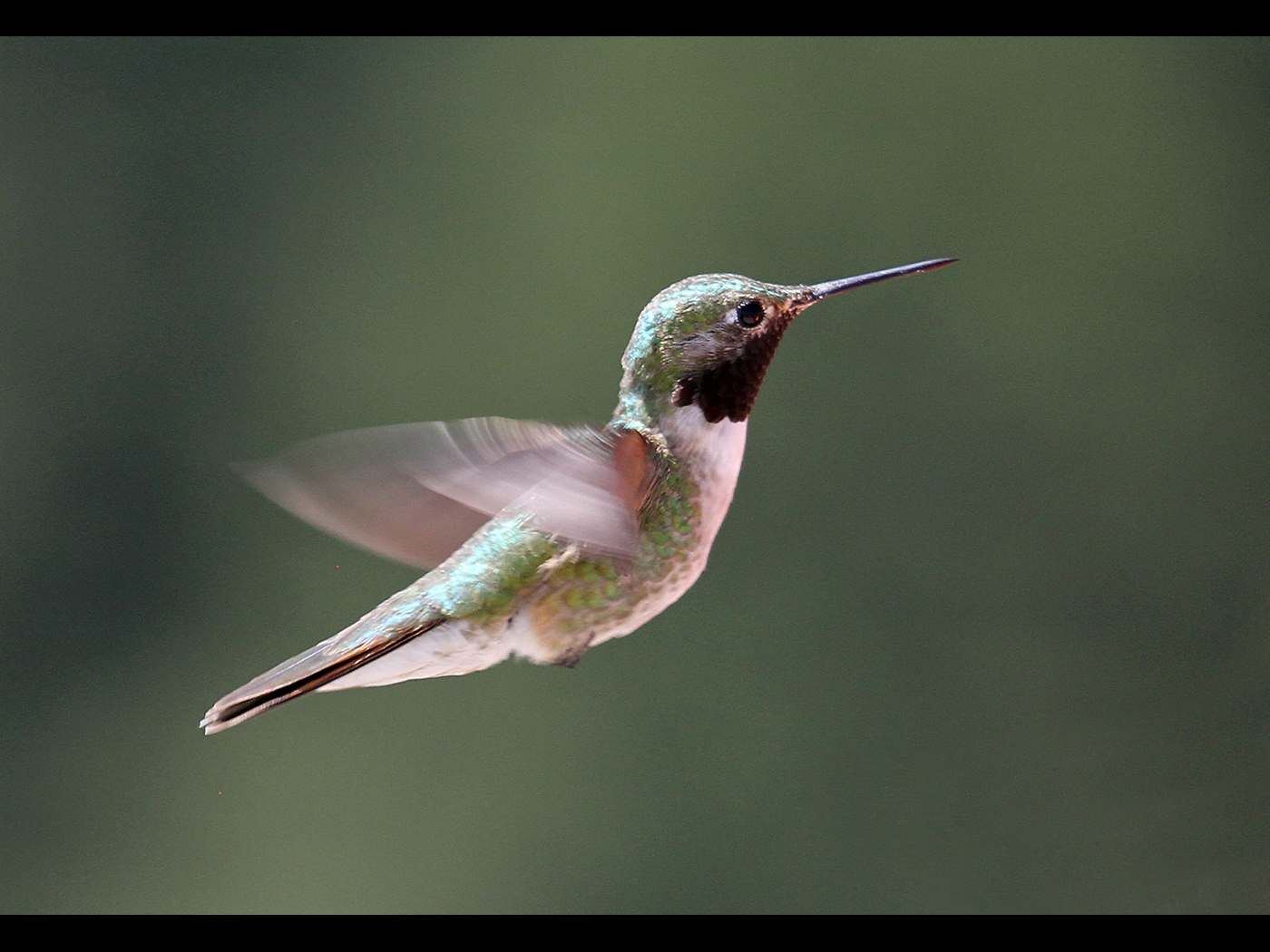 HUMMINGBIRD IN FLIGHT by Don Byatt.jpg
