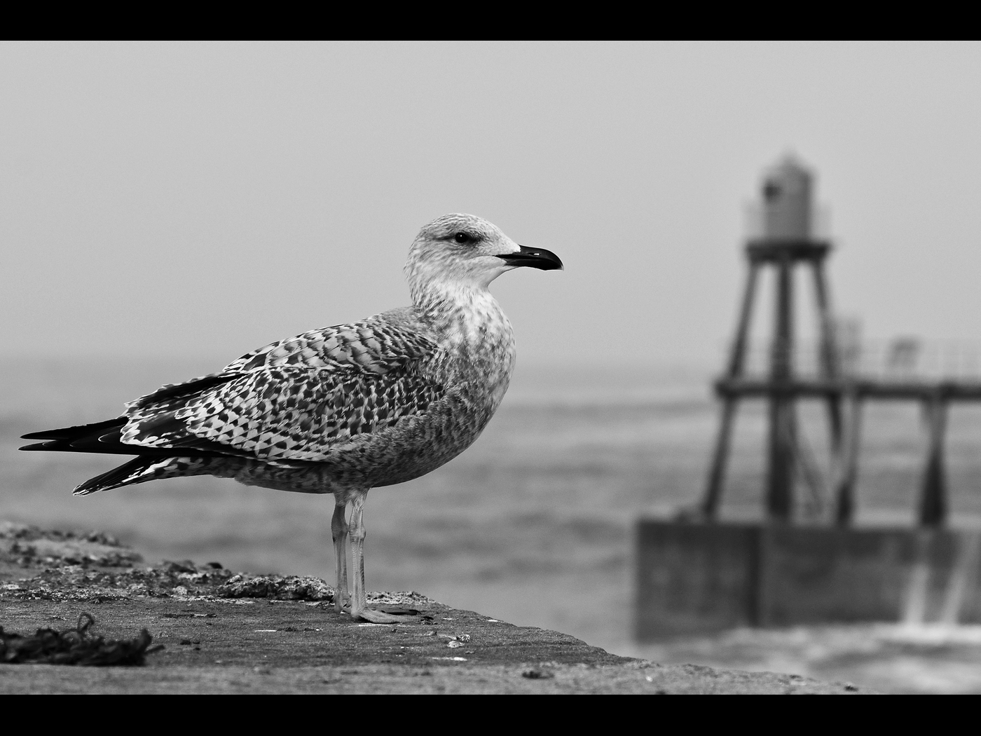 SEAGULL by Ian Mellor.jpg