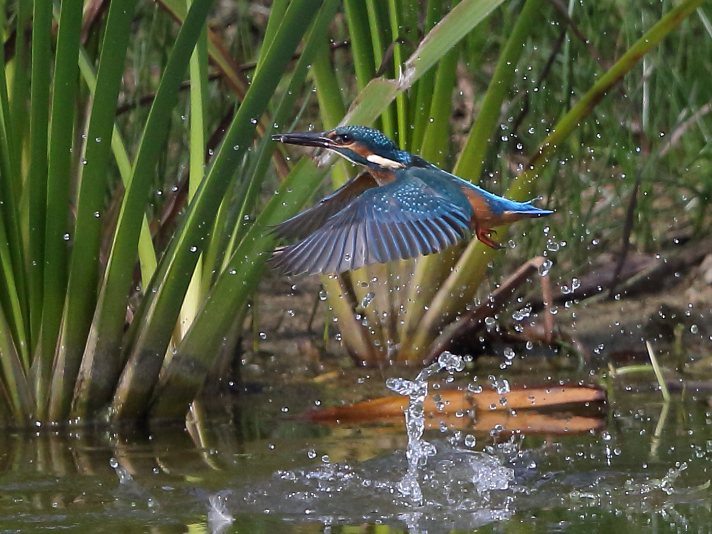 TIDDLER TIME by Neil Schofield.jpg