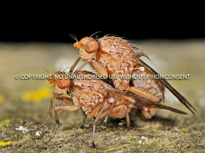 Sciomyzidae Flies Mating by Bruce Campbell