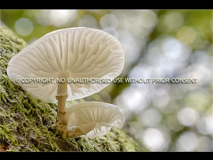 OUDEMANSIELLA MUCIDA by Jamie White