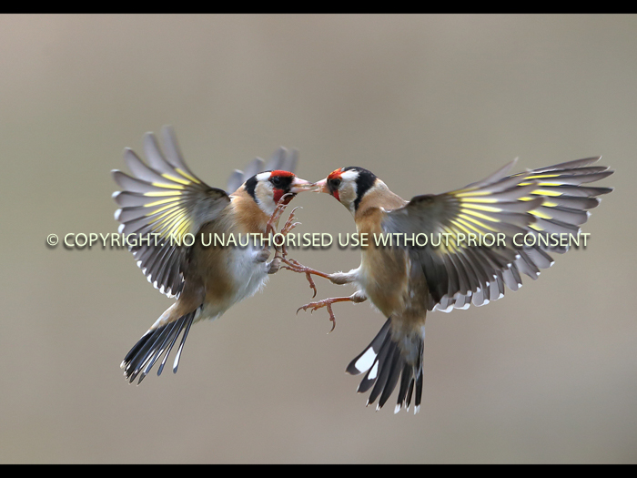 FIGHTING GOLDFINCHES by Neil Schofield