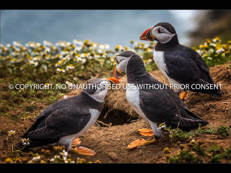 TRIPPLE BILL by Colin Mill.jpg