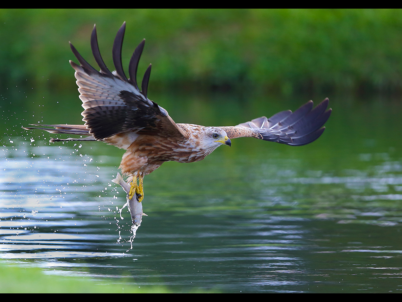 KITE THAT THINKS ITS AN OSPREY by Neil Schofield.jpg