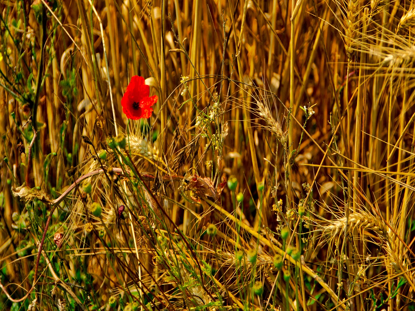 POPPY IN CORN by Peter Fortune.jpeg