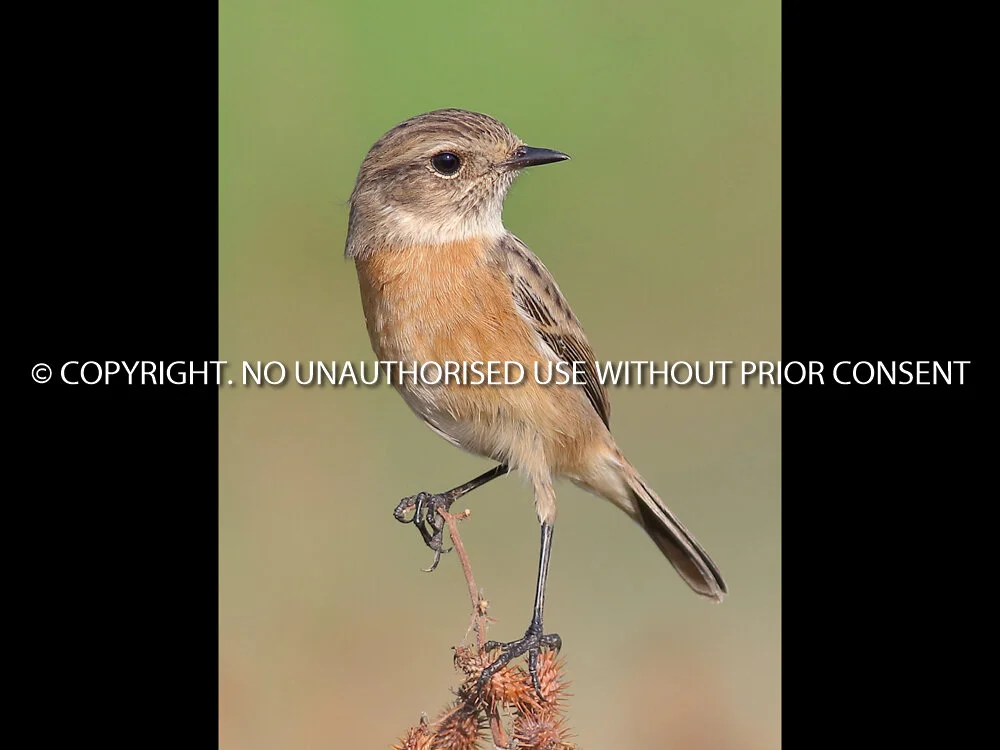 STONECHAT by Linda Sutton.jpg