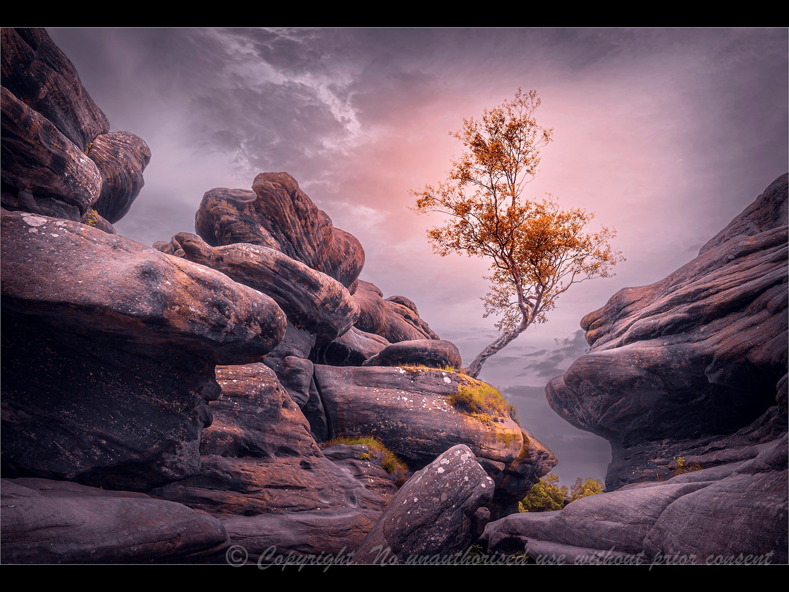 Lone Tree, Brimham Rocks - Keith Millard.jpg