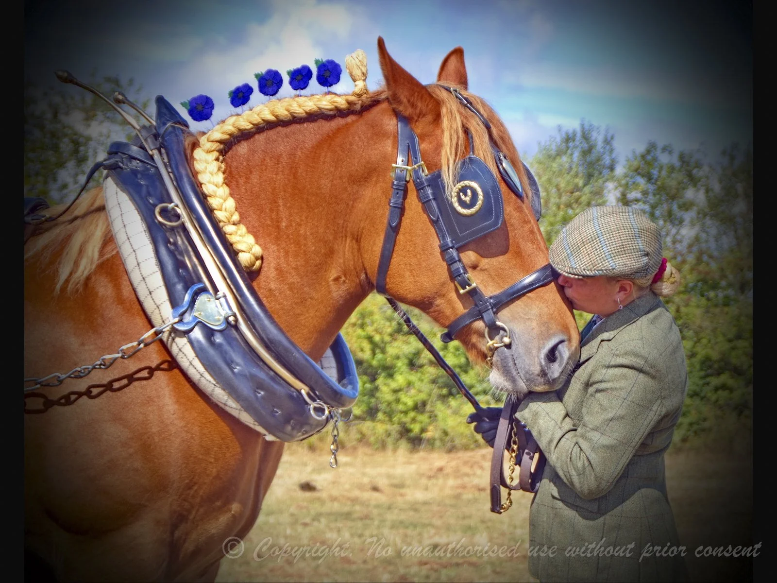 War Horse   we will Remember - Daniel Sandars.jpg