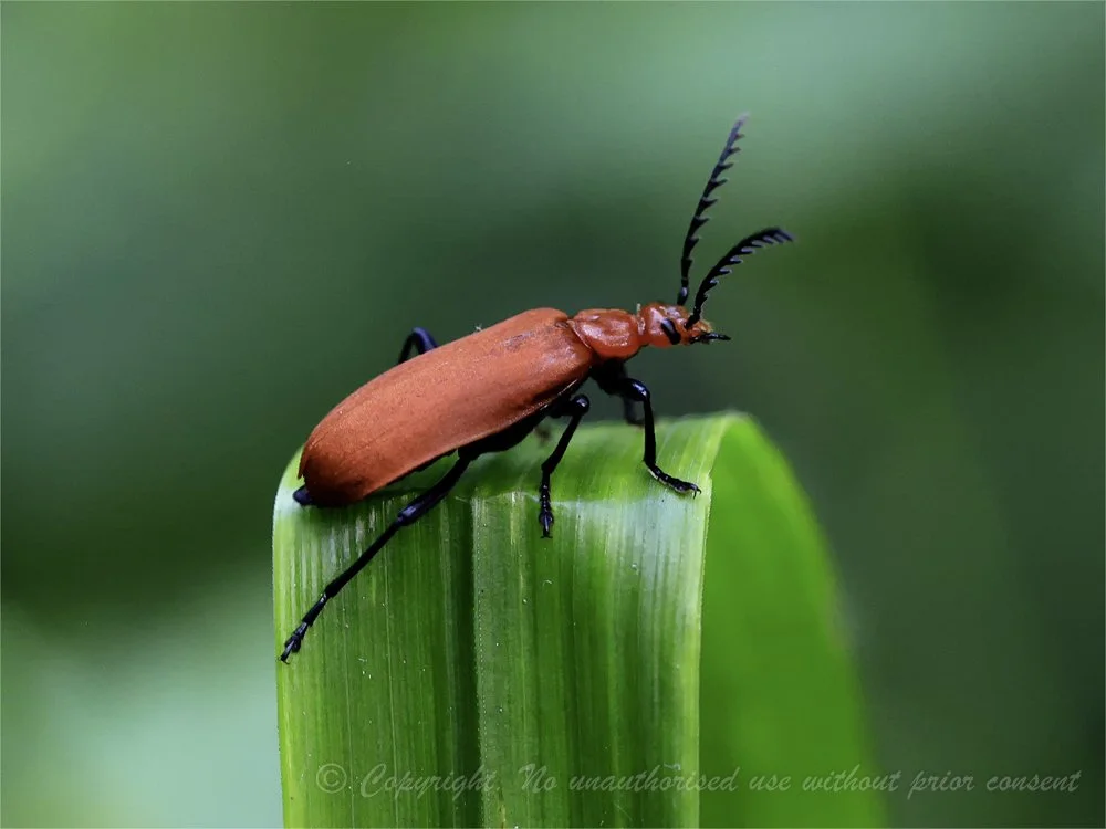CARDINAL BEETLE - Simon Raynor.jpg