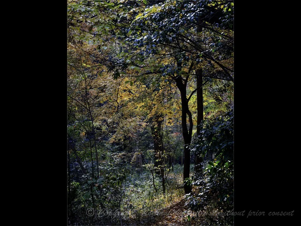 AUTUMN COLOURS, KYOTO - Simon Raynor.jpg