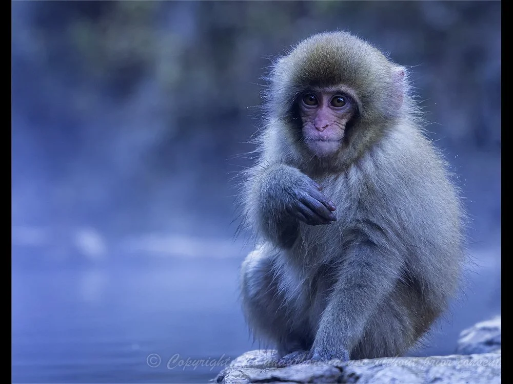 YOUNG SNOW MONKEY, YUDANAKA - Simon Raynor.jpg